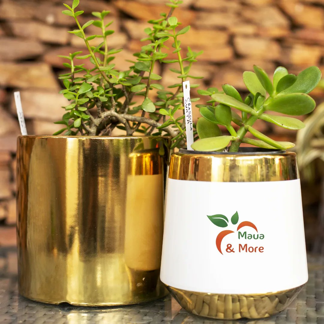 MauaAndMore's tweet image. No more Monday blues when you've got this lucky charm by your side! Jade plants, not only gorgeous with their plump, vibrant leaves, are said to attract prosperity &amp;amp; good fortune. 

#jadeplants #moneyplant #goodvibes #luckyplants #greenery #mondaymotivation #prosperity #abundance