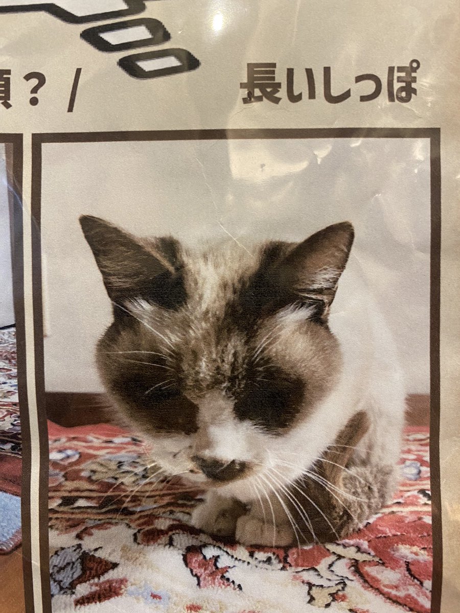 hedehogirl's tweet photo. 迷い猫です
現在、知人の家で保護されています。健康状態は良好です。保護した際に綺麗だったこと、人によく懐いており、様子から飼い猫だったと思われます。お心当たりある方、DMよりご連絡ください。
#尾張旭　#迷い猫　#保護猫　#瀬戸市 https://t.co/tcdp5oCzXL