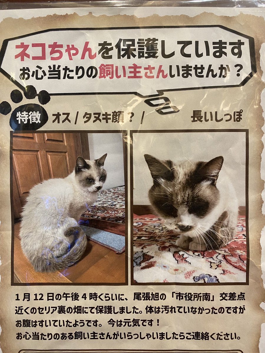 hedehogirl's tweet photo. 迷い猫です
現在、知人の家で保護されています。健康状態は良好です。保護した際に綺麗だったこと、人によく懐いており、様子から飼い猫だったと思われます。お心当たりある方、DMよりご連絡ください。
#尾張旭　#迷い猫　#保護猫　#瀬戸市 https://t.co/tcdp5oCzXL