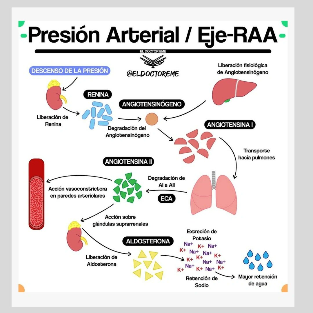 Formacion Sanitaria (@formsanitaria) on Twitter photo El eje renina-angiotensina-aldosterona (RAA) regula la #presiónarterial.
.
Infografía <a href="/eldoctoreme/">Mauricio Montelongo</a>
.
#formacionsanitaria #cursosonline #sanitarios El eje renina-angiotensina-aldosterona (RAA) regula la #presiónarterial.
.
Infografía <a href="/eldoctoreme/">Mauricio Montelongo</a>
.
#formacionsanitaria #cursosonline #sanitarios