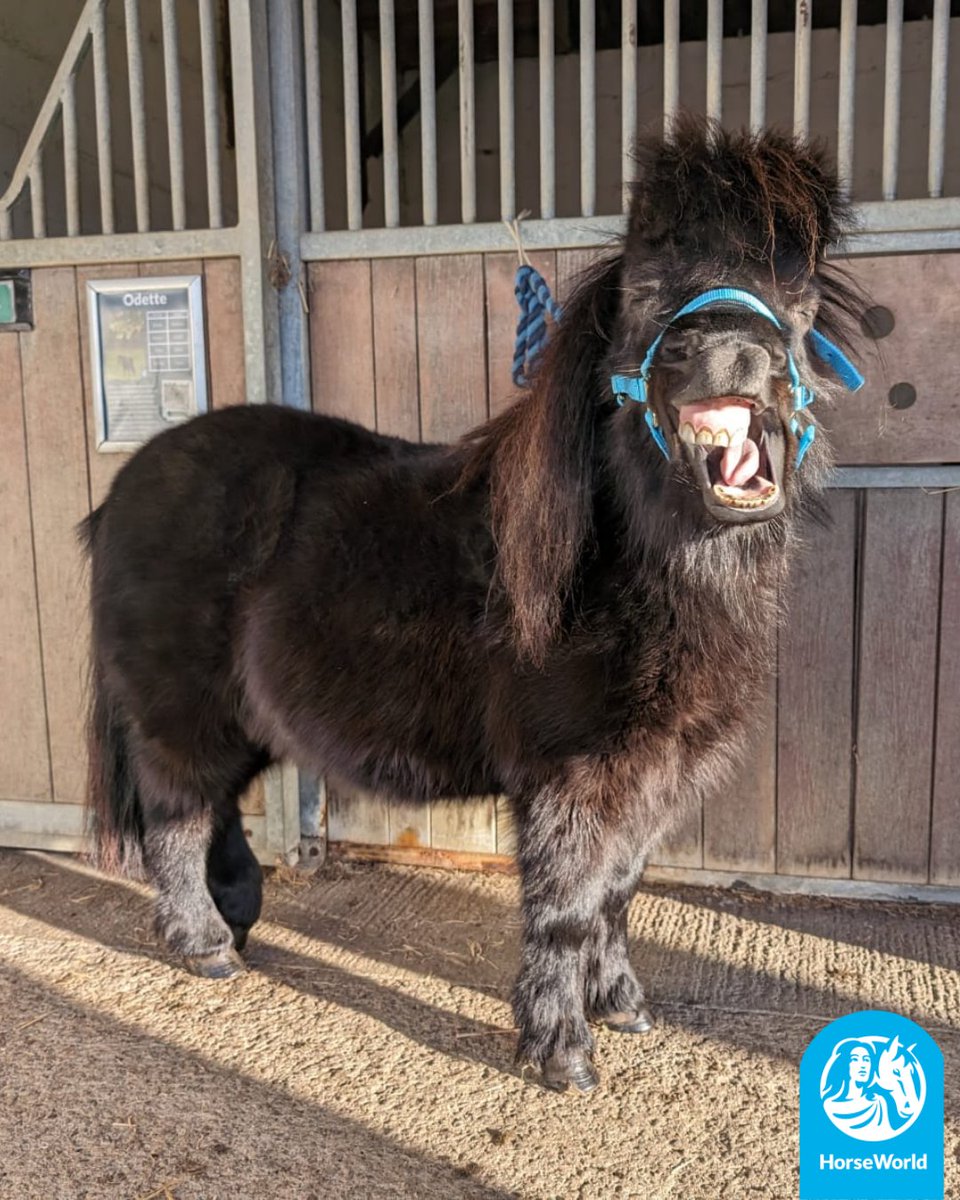 HorseWorldTrust's tweet image. Here at HorseWorld we are fighting against #BlueMonday so here are a few of our favourite funny photos to make you smile today!😁

How do your pets cheer you up when you're feeling sad?💙

#BlueMonday #FunnyFaces #SmileMore #HorseTherapy