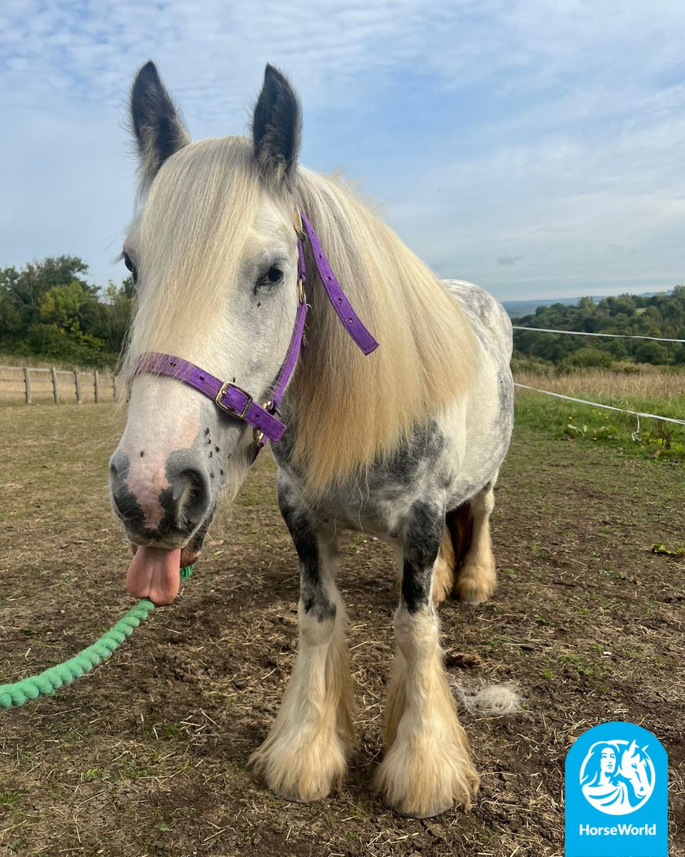 HorseWorldTrust's tweet image. Here at HorseWorld we are fighting against #BlueMonday so here are a few of our favourite funny photos to make you smile today!😁

How do your pets cheer you up when you're feeling sad?💙

#BlueMonday #FunnyFaces #SmileMore #HorseTherapy