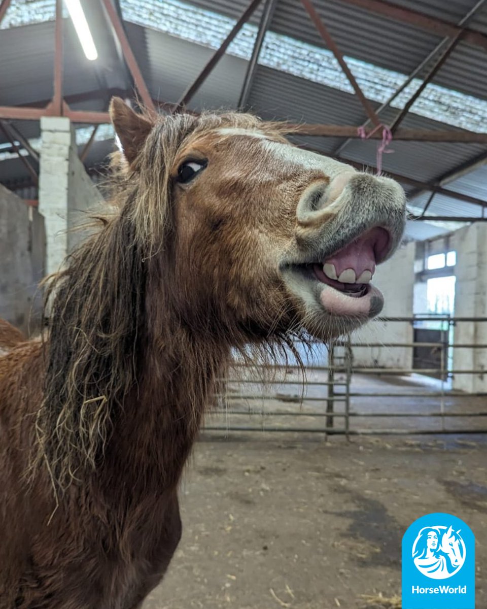 HorseWorldTrust's tweet image. Here at HorseWorld we are fighting against #BlueMonday so here are a few of our favourite funny photos to make you smile today!😁

How do your pets cheer you up when you're feeling sad?💙

#BlueMonday #FunnyFaces #SmileMore #HorseTherapy