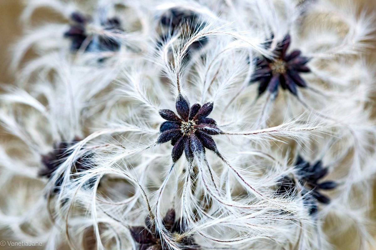 In summer wild clematis, Clematis vitalba, clothes the hedgerows with star-like flowers that inspired its folk name ‘Traveller’s Joy’; in winter it changes its apparel, covering the dark shrubbery with wispy, feathery white seed heads known as ‘Old Man’s Beard’. #nature #folklore