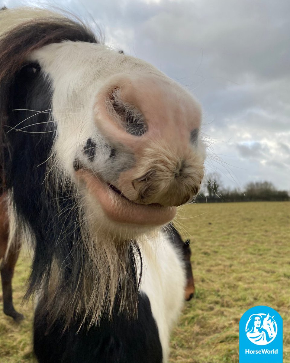 HorseWorldTrust's tweet image. Here at HorseWorld we are fighting against #BlueMonday so here are a few of our favourite funny photos to make you smile today!😁

How do your pets cheer you up when you're feeling sad?💙

#BlueMonday #FunnyFaces #SmileMore #HorseTherapy