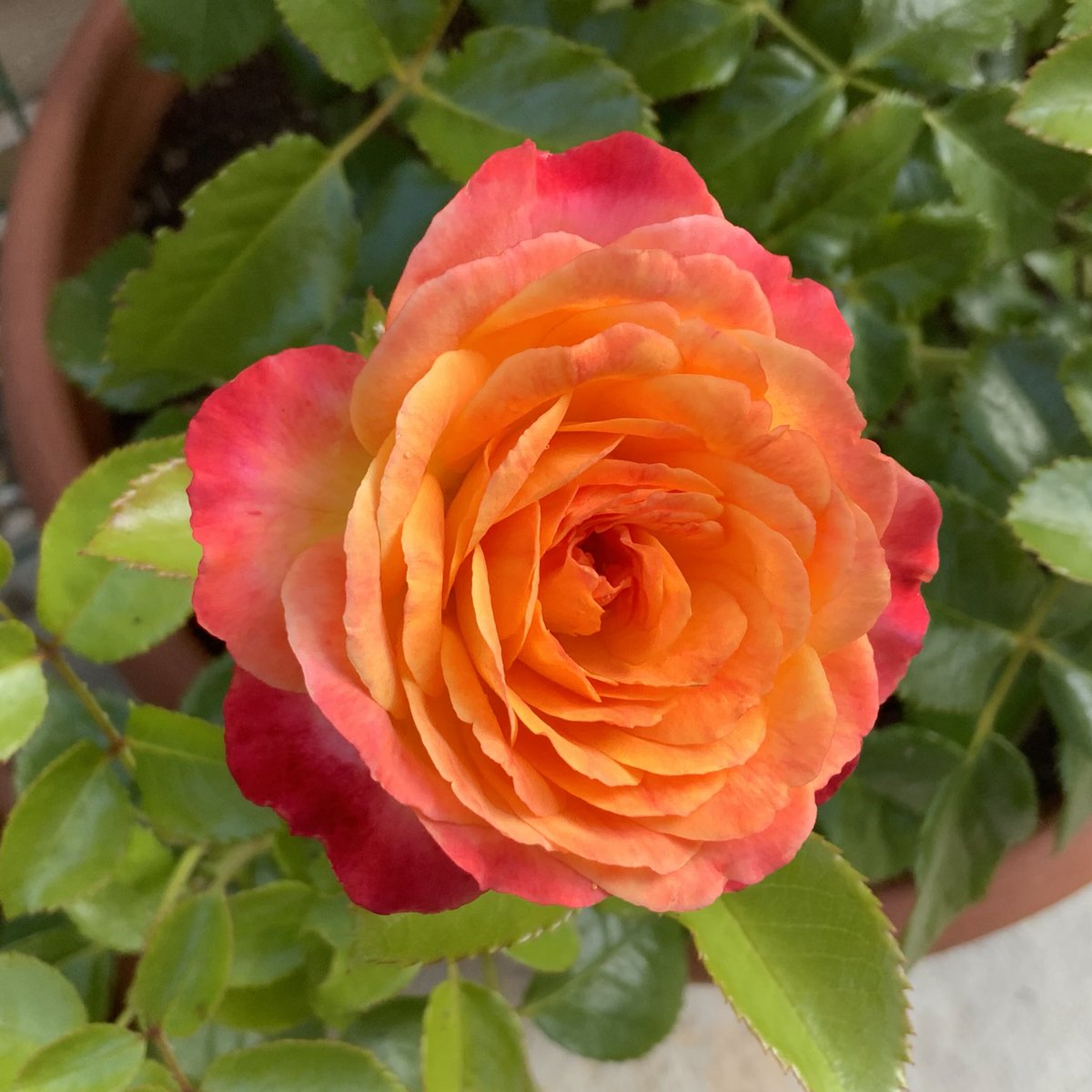 Supposedly it’s #BlueMonday - let’s have none of that! We’re going for #MeteorMonday named in honour of Rose of the Year 2024 ‘Meteor’. Hope your Monday goes well, keep warm, take care. #roses #CheeringUpMondays #GardeningX #GardeningTwitter @loujnicholls @kgimson