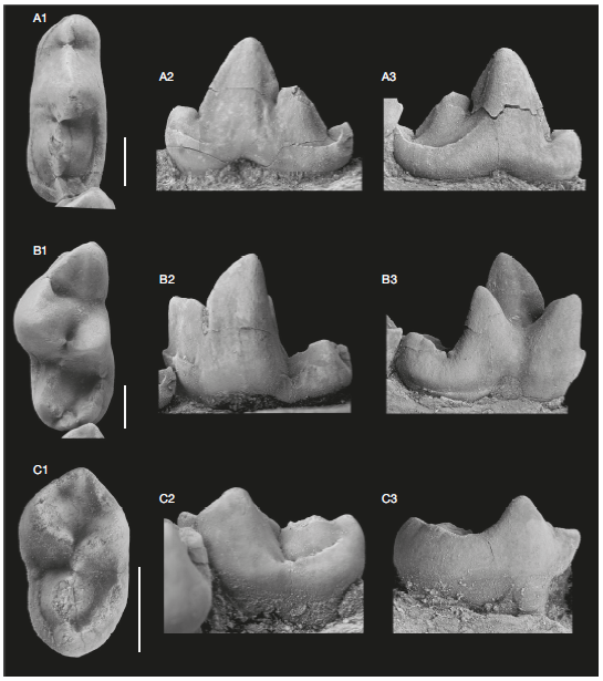 📣📜⚒️#paperalert

New early aeluroid #carnivoran (#Mammalia, #Carnivora, #Feliformia) from the classical palaeontological locality Valeč, the #CzechRepublic

🖊️de Bonis et al.
📖#Geodiversitas (@Publi_MNHN, @Le_Museum)
🔗doi.org/10.5252/geodiv…

🗝️#Oligocene  #Rupelian #newgenus
