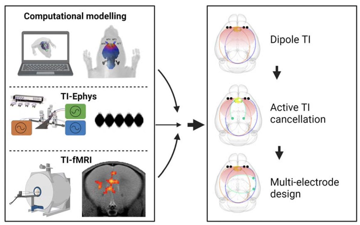 Valerio Zerbi (@valerio_zerbi) on Twitter photo 🚨 NEW PREPRINT ALERT! 🧠 Dive into our 4-year exploration of Temporal Interference stimulation with <a href="/RafaPolania/">Rafael Polania</a>! ⚡️ Modeling, ephys, multi-electrode design, and the groundbreaking TI-fMRI in 🐭.
Could this unveil a minimally-invasive DBS alternative? 🌐 biorxiv.org/cgi/content/sh… 🚨 NEW PREPRINT ALERT! 🧠 Dive into our 4-year exploration of Temporal Interference stimulation with <a href="/RafaPolania/">Rafael Polania</a>! ⚡️ Modeling, ephys, multi-electrode design, and the groundbreaking TI-fMRI in 🐭.
Could this unveil a minimally-invasive DBS alternative? 🌐 biorxiv.org/cgi/content/sh…