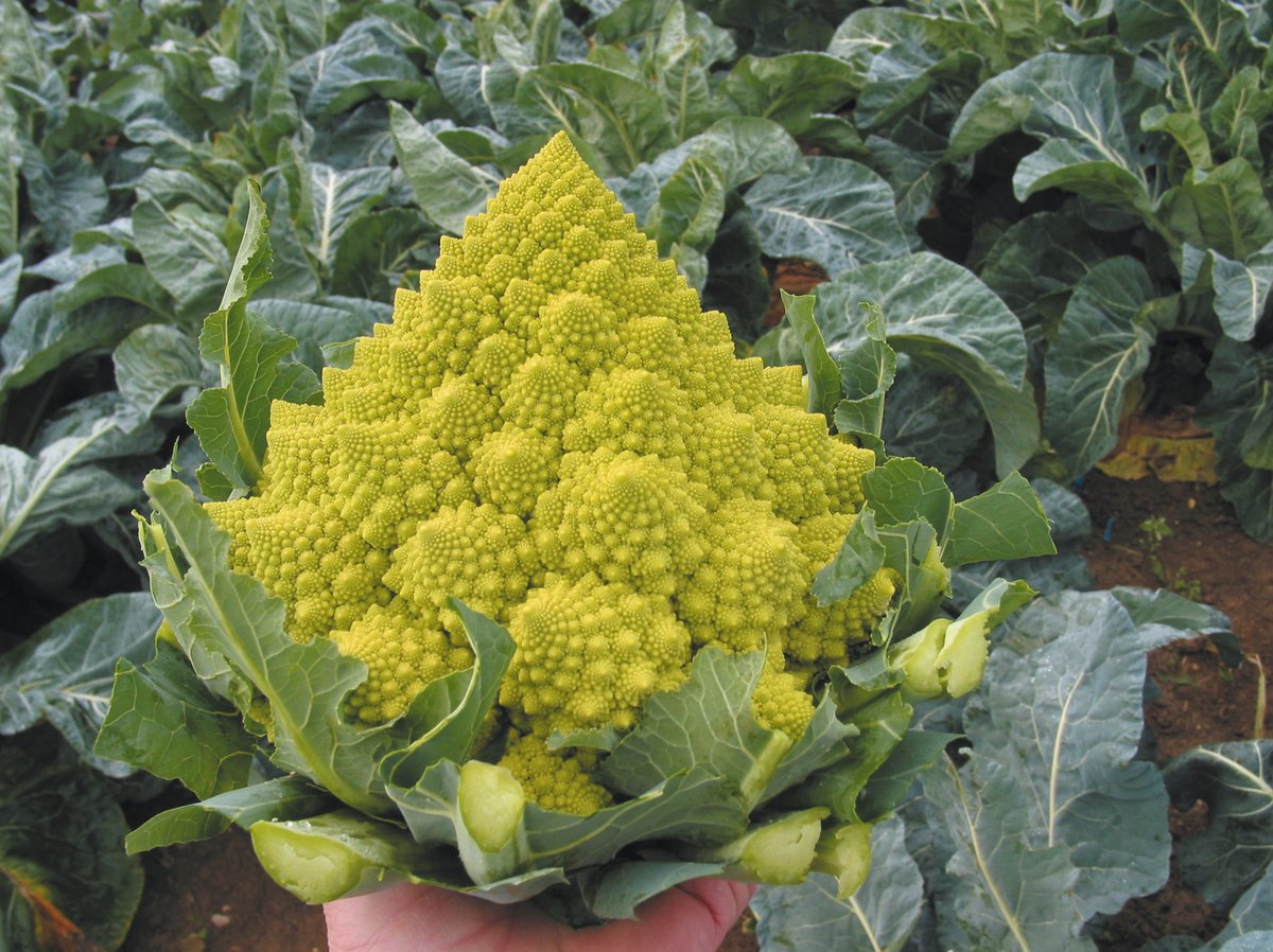 We are delighted to report that, in the SPRING edition of your SV Magazine, @medwynsofangles will be providing a free packet of Romanesco seed, variety; Navona F1, for all members. Your Spring Magazine should be distributed from 22 March.