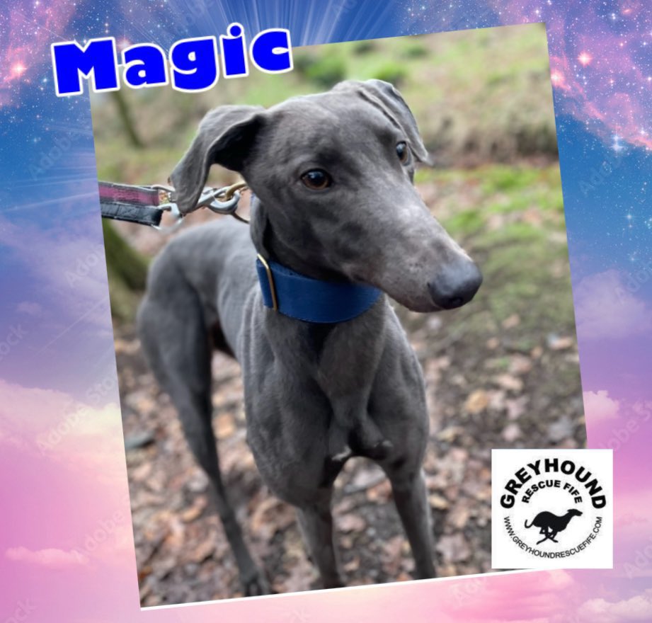 GreyhoundRFife's tweet photo. Let Magic brighten #BlueMonday. This wee beauty is full of life, spirited & sweet. Lives for fun & to play. Just 2, so she is still learning & Matt has been helping her, they walk well together. She does get excitable, he just keeps her calm. #AdoptDontShop #K9hour #Bluehound ❤️ https://t.co/Ww5jFPSTmK