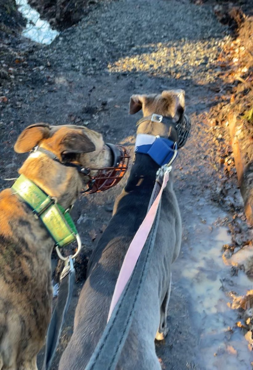 GreyhoundRFife's tweet photo. Let Magic brighten #BlueMonday. This wee beauty is full of life, spirited & sweet. Lives for fun & to play. Just 2, so she is still learning & Matt has been helping her, they walk well together. She does get excitable, he just keeps her calm. #AdoptDontShop #K9hour #Bluehound ❤️ https://t.co/Ww5jFPSTmK