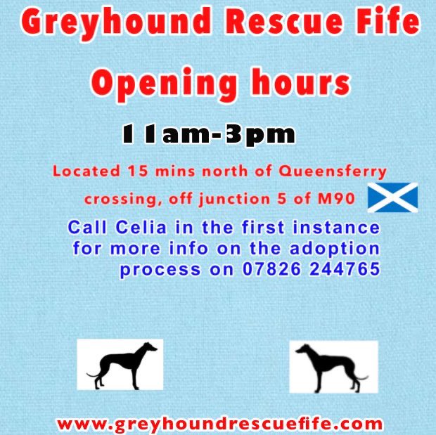 GreyhoundRFife's tweet photo. Let Magic brighten #BlueMonday. This wee beauty is full of life, spirited & sweet. Lives for fun & to play. Just 2, so she is still learning & Matt has been helping her, they walk well together. She does get excitable, he just keeps her calm. #AdoptDontShop #K9hour #Bluehound ❤️ https://t.co/Ww5jFPSTmK