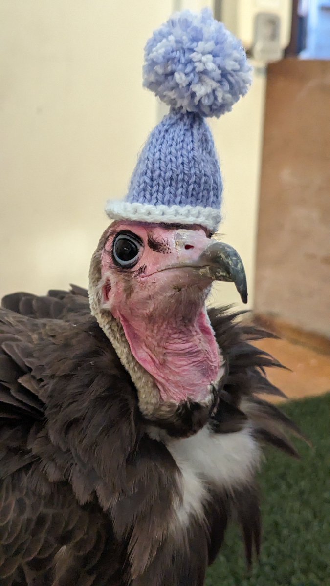 Bit cold for Julianne today! 
#winter #vulture