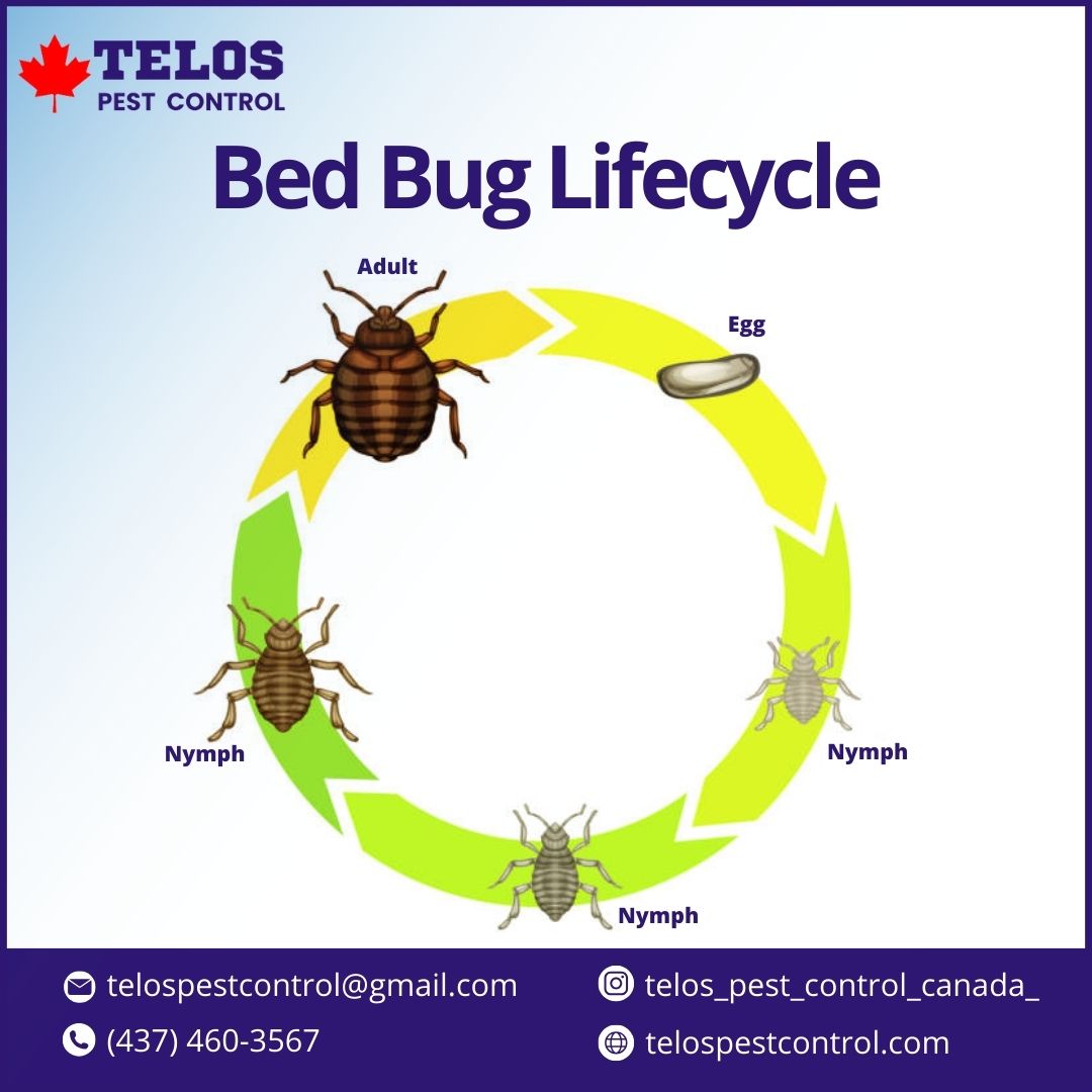 Bed Bug Lifecycle

telospestcontrol.com

#bedbugcontrol #bedbug #BedBugSolutions #bedbugfree #bedbugbites #pestfreetoronto #torontobugs #pestcontrol #BedBugInfestation #bedbugremoval #bedbugcontrolnearme #pestcontrolnearme #bedbugcontroltoronto #gtabedbug