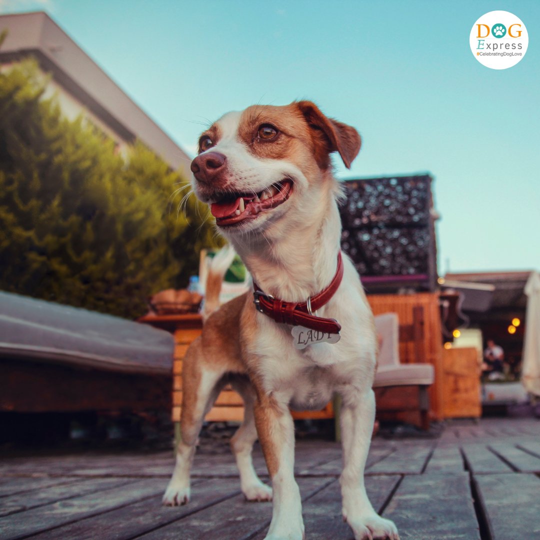 When you see your best friend is coming 😍

#Dogexpress #Celebratingdoglove #Doglovers #Dogowners #dogexpressions #doglife🐾 #doglover #doglove #cutepuppy #dogsofinsta #dogfriendship #dogsofinstaworld #dogsofinstagram