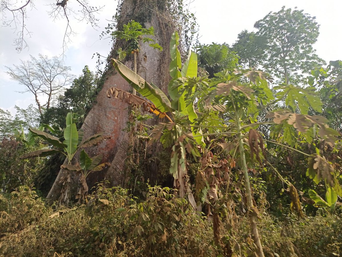 Tangwa Abilu.🌿🌏🌾🍀🍃.SDG's. tweet media