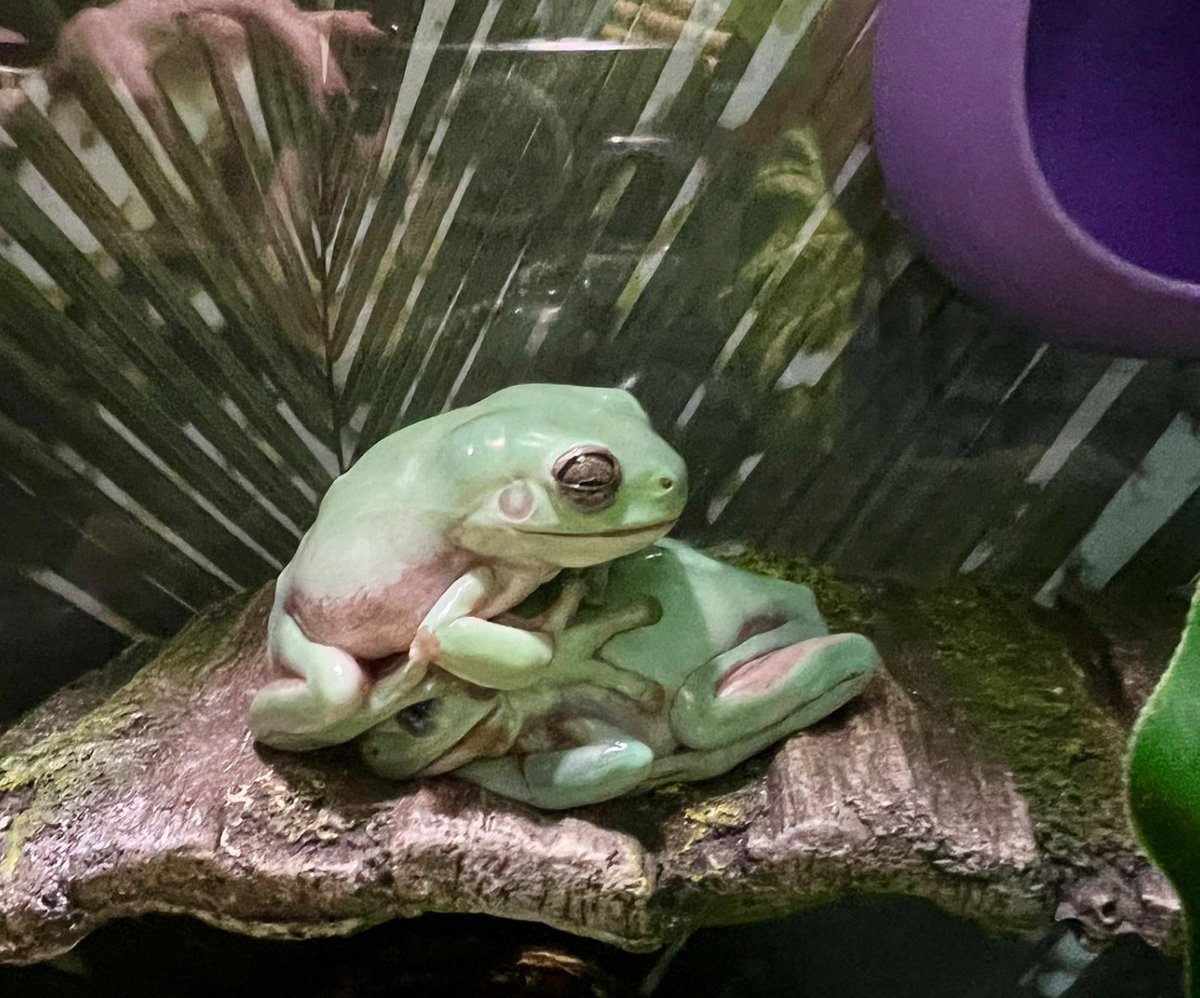 froglover2020's tweet photo. 14th January 2024
🐸  Rosco and Pablo
🏷️  @kristenjarz
💕 #animaloftheday https://t.co/3zipUs6l3F
