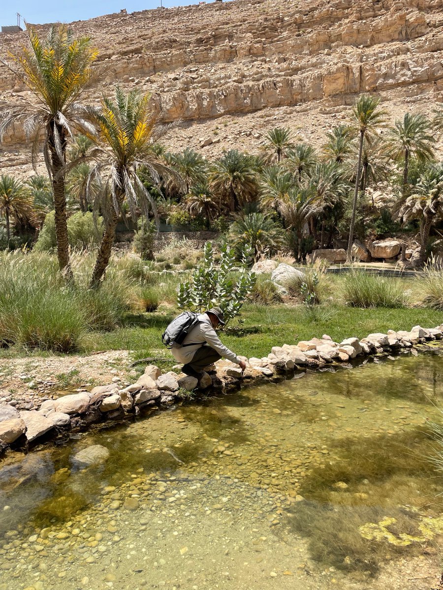 From the travel diaries.
At an oasis in the middle of Oman 🌴🇴🇲.

Son (while taking the photo): 
Daddy is looking like a diatom researcher! 😅😄
