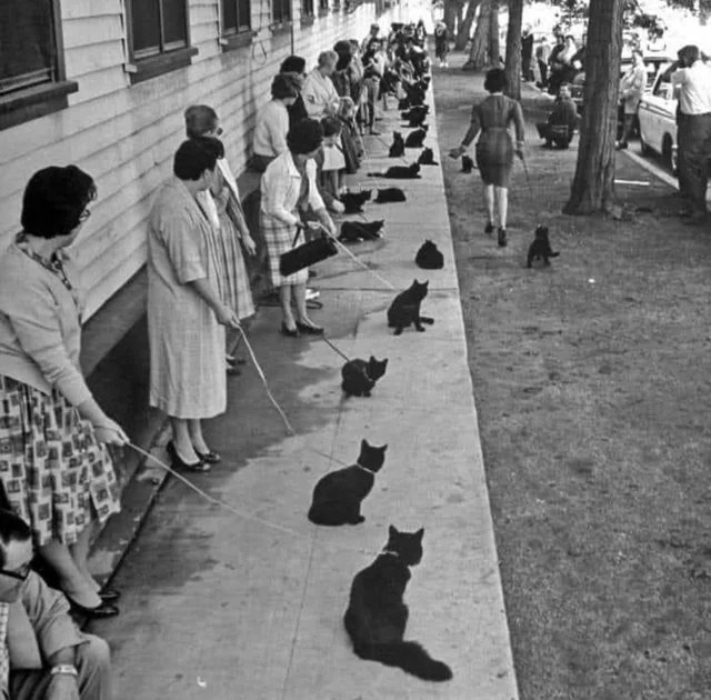 positivityofx's tweet photo. Black cats waiting to be auditioned for a horror movie, 1961. https://t.co/NzSbBe7iSK