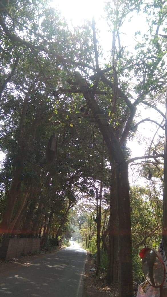 ReginaldoGoa's tweet photo. Our work goes on , we just post few works as the rest we don’t need to post, our people know our work and know us, this work is taken up at Gogali to assist Electricty department #curtorimconstituencyfirst
@GoaElectricity
@SudinDhavalikar
@goacm https://t.co/KUcUEFZL0x