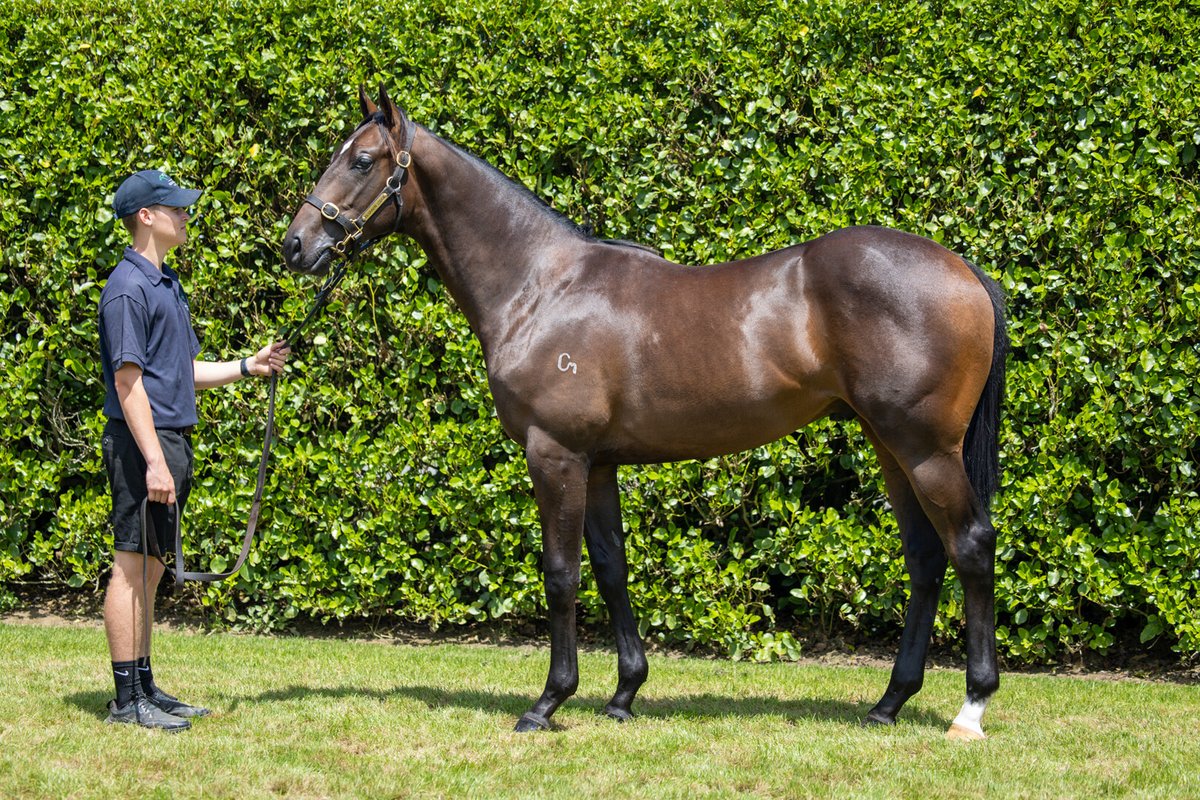 KarakaChat's tweet photo. Sunday’s $45,000 Stella Artois 2YO (1200m) at Ellerslie confirmed a spot in the $1m TAB Karaka Millions 2YO (1200m) field for three talented juveniles, headed by the impressive winner #SoNaive (NZ) (U S Navy Flag).🎉
Sunday’s race was the final opportunity to earn prize-money and move up the order of entry for the TAB Karaka Millions 2YO, which will be run at Ellerslie in less than two weeks’ time. This race has been used as a stepping stone to Karaka Millions glory by previous winners #Avantage (Fastnet Rock) and #OnTheBubbles (Brazen Beau).😎
“He has got to be a chance in the Karaka Millions. He has won at the track and he is a nice, strong horse and he will handle the couple of weeks into it."
So Naive was a $37,500 purchase by trainers Bruce Wallace and Grant Cooksley at Karaka 2023, where he was offered by Kilgravin Lodge in Book 1. He has now had three starts for two wins and $63,000 in stakes, putting him in fourth on the Karaka Millions order of entry behind #BellatrixStar (Star Witness), #BeauDazzler (NZ) (Ardrossan) and #Velocious (Written Tycoon).🤝
Read more 📰:https://t.co/9LcNOHDRgP
#WhereWinningBegins✨