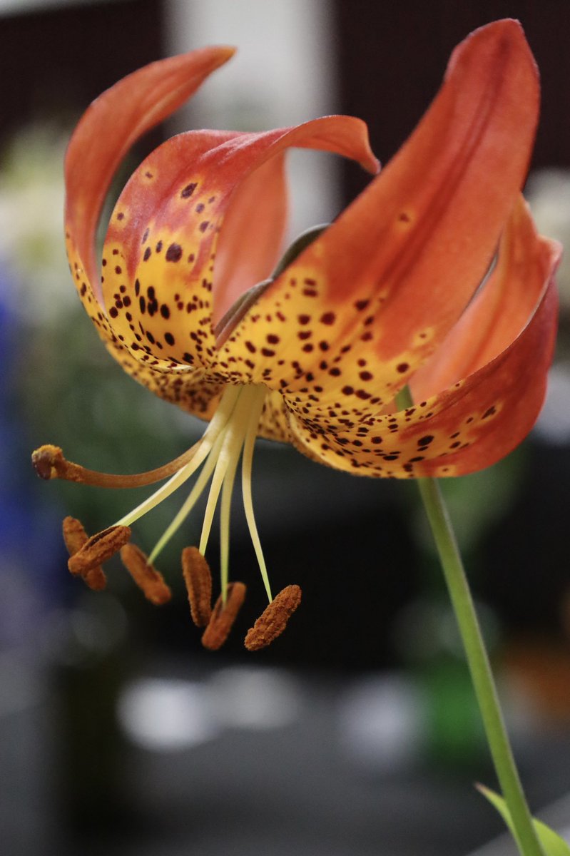 Loretta Lohberger tweet media