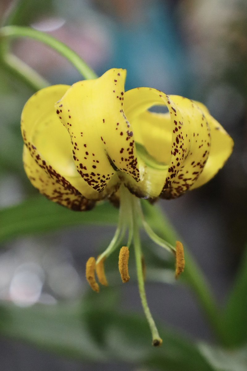 Loretta Lohberger tweet media