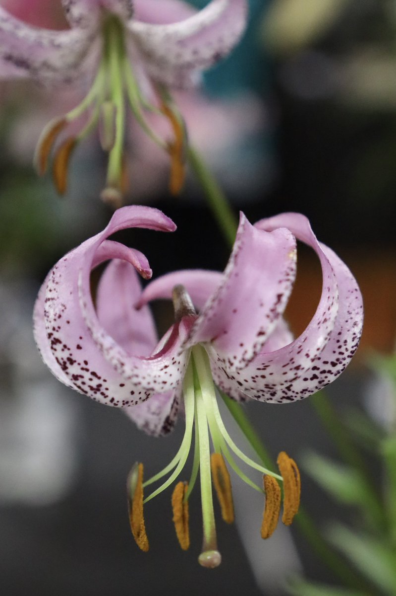 Loretta Lohberger tweet media