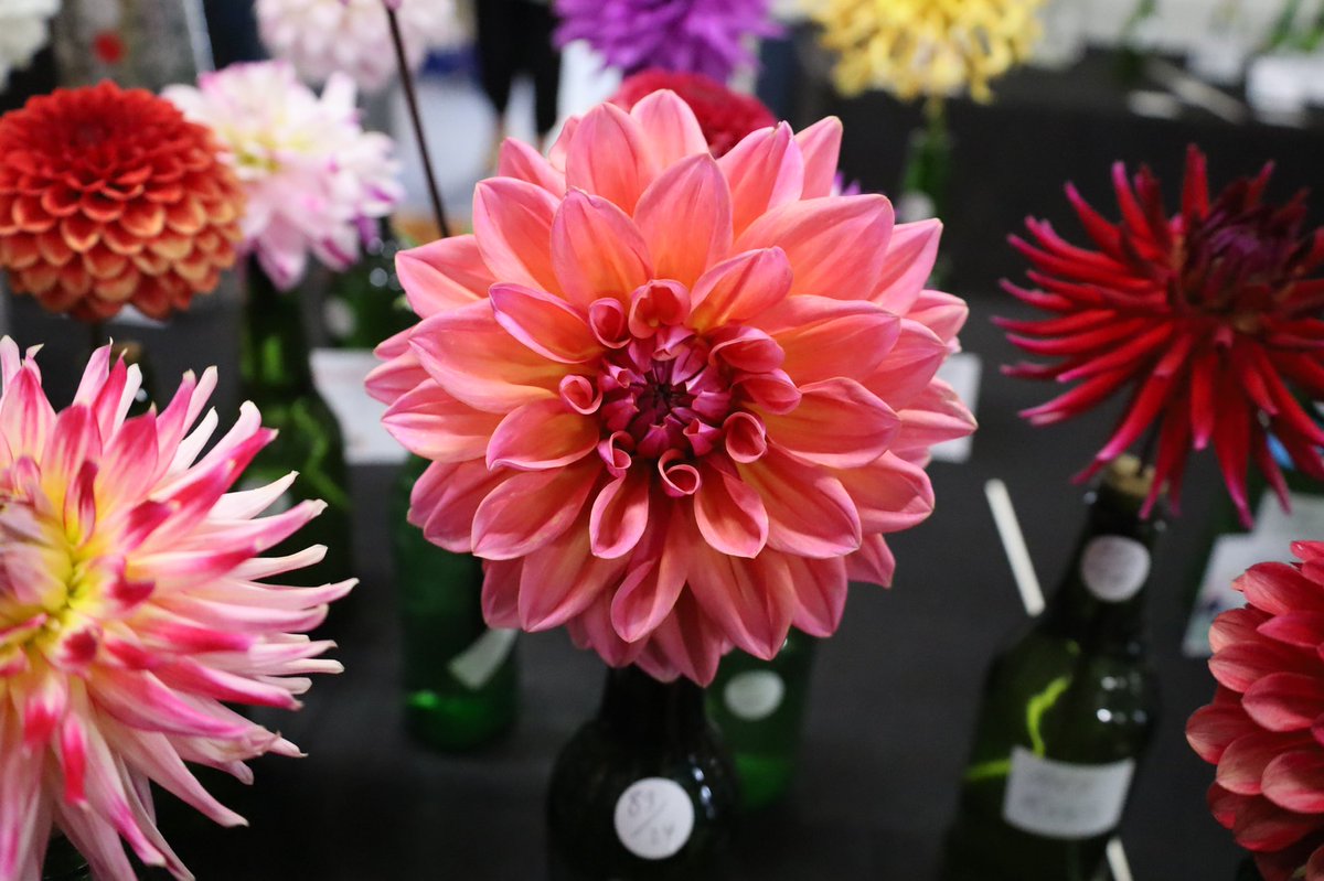 Loretta Lohberger tweet media