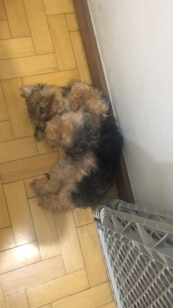 euSou_Ath's tweet photo. Indo dormir com a Lolotte perto di mim https://t.co/ZcjiaOWWQT
