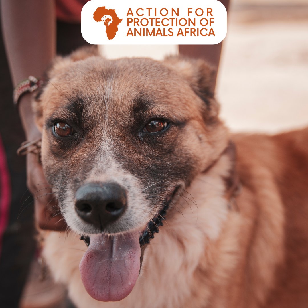 If a man aspires towards a righteous life, his first act of abstinence is from injury to animals.~ Albert Einstein

#HappyNewWeek #AnimalProtection