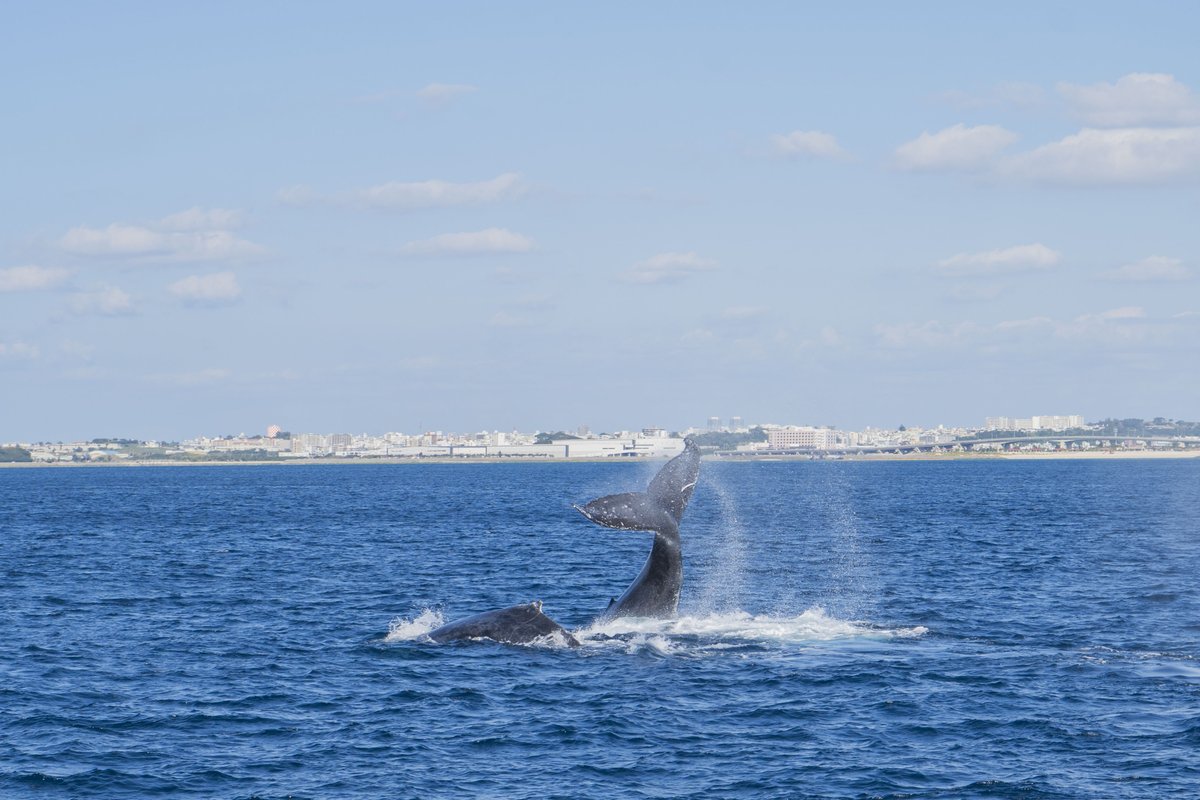 itomankanko's tweet photo. 1/13開催のモニターツアーは最終回にしてお天気に恵まれました。
なんと！クジラに遭遇！
参加されたお客様も大歓声を上げていました！！
ご参加頂き誠にありがとうございました。
クジラの遭遇にも感謝です。
#モニターツアー #糸満 #沖縄 #サンゴ #クジラ #ホエールウオッチング #観光船 #水中観光 https://t.co/o4BZI7Us8k