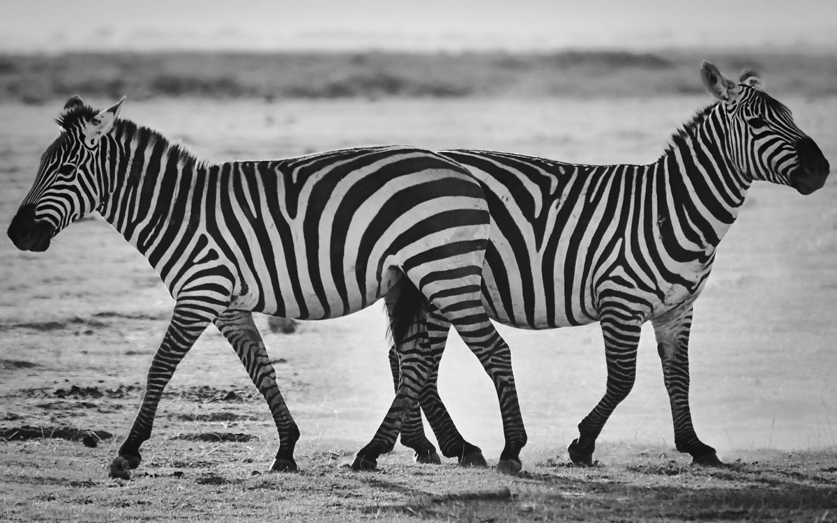 nomadic_frame's tweet photo. "Crossing Paths" is NOW LIVE on @exchgART 

Only 10 editions available

Get yours now 👇🏾👇🏾👇🏾 https://t.co/3ntIqOmeMl