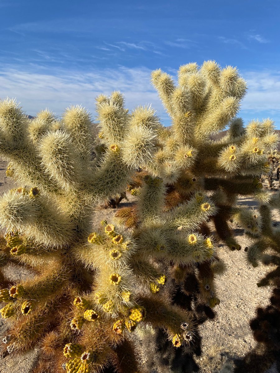hamsanandi's tweet photo. #JoshuaTreeNP https://t.co/1fCU0qBaR6