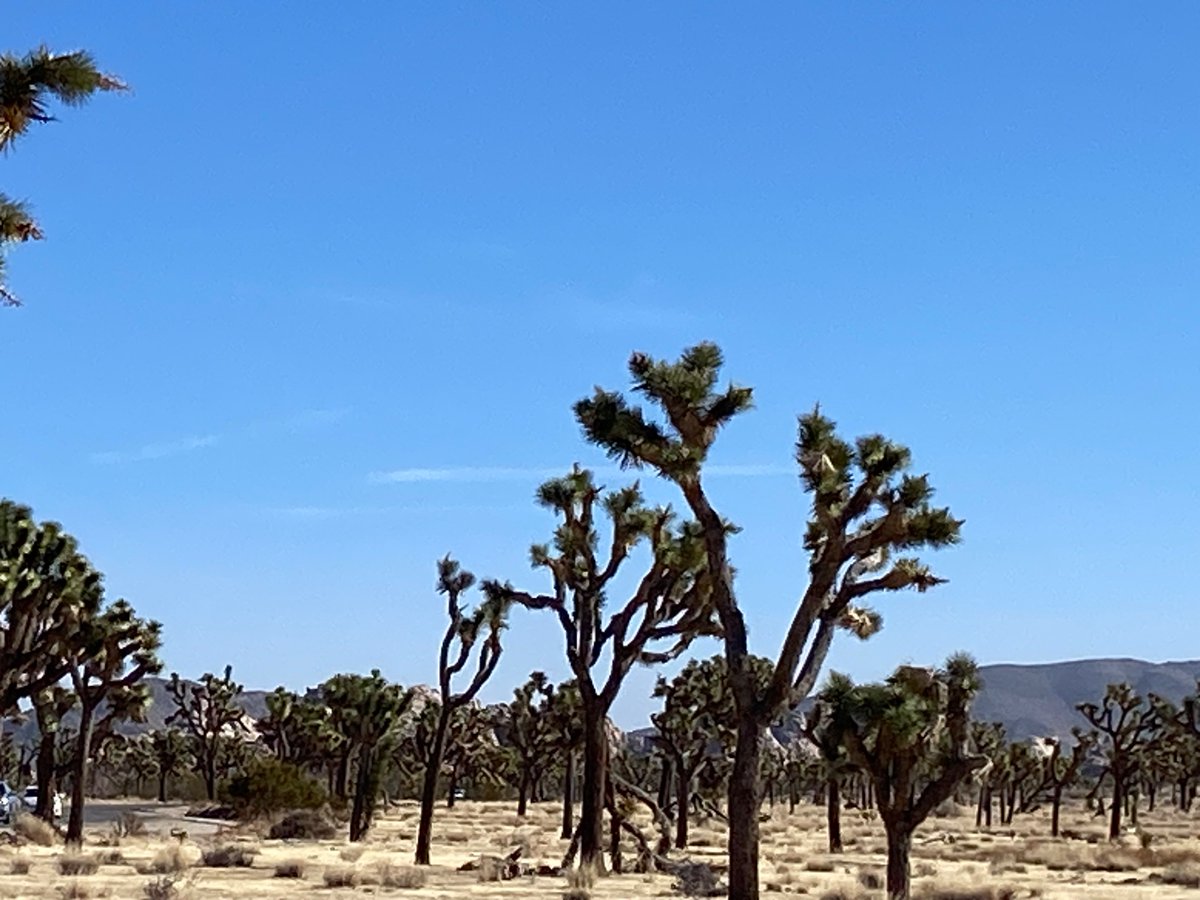 hamsanandi's tweet photo. #JoshuaTreeNP https://t.co/1fCU0qBaR6