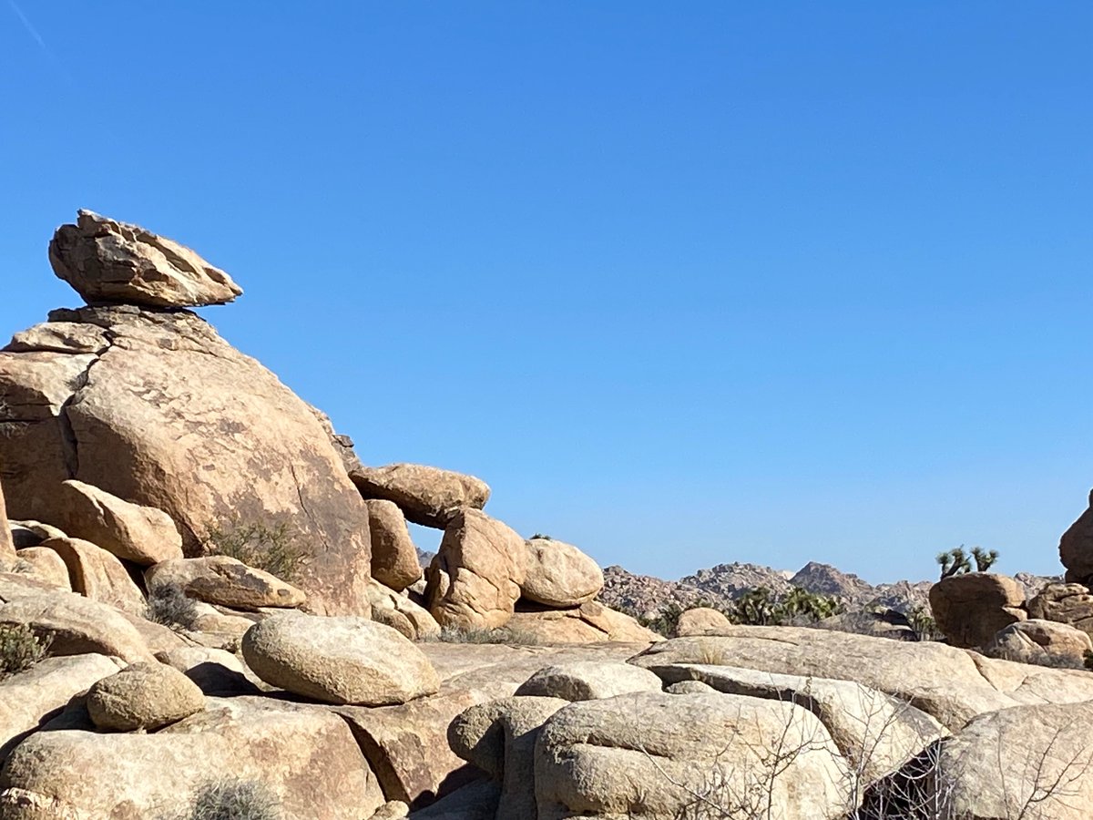 hamsanandi's tweet photo. #JoshuaTreeNP https://t.co/1fCU0qBaR6