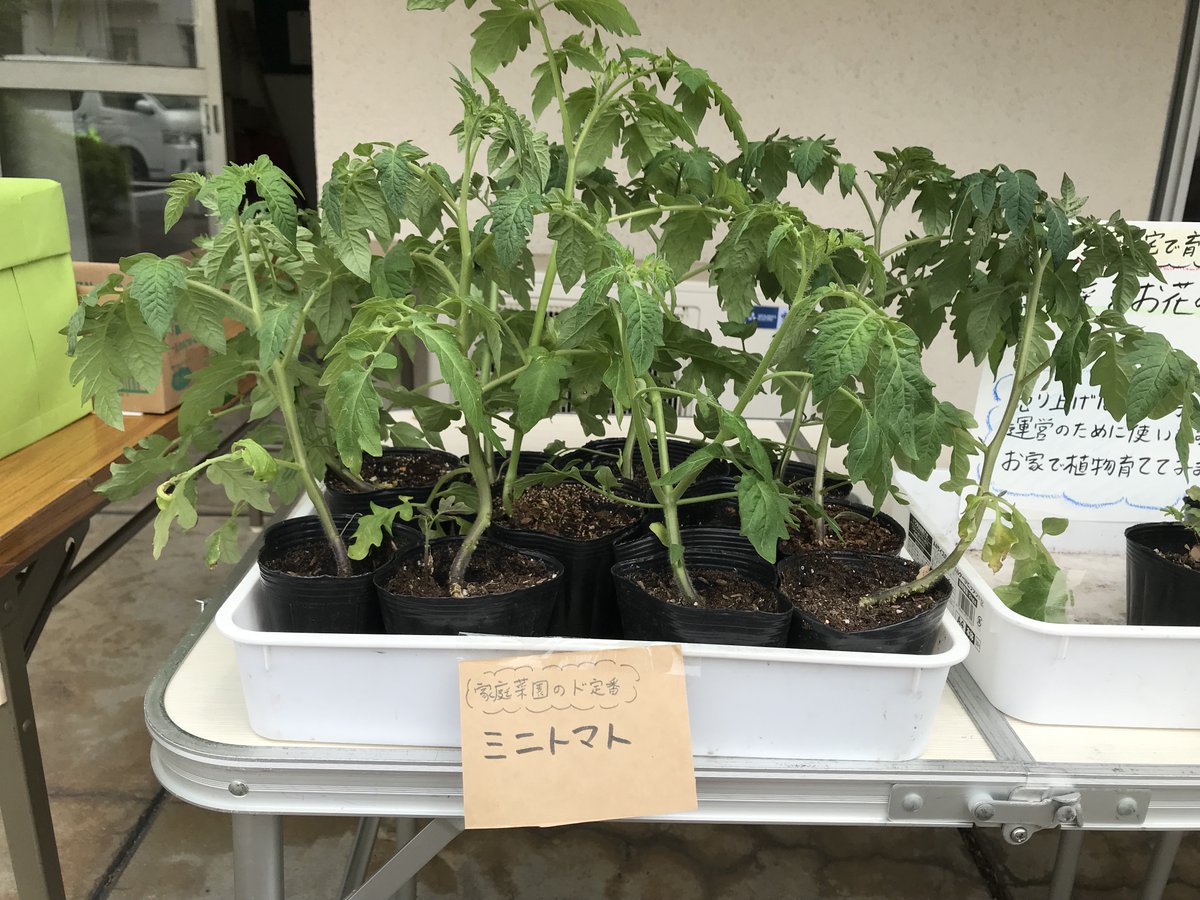 manpukukids's tweet photo. 【アンケートにご協力ください】

去年の春頃、子ども食堂の資金作りのために自分で育てた野菜や花の苗を一つ１００円で販売しました。
トマトやオクラの苗はよく売れたのですが、お花の苗はほとんど売れず…最後は残念ながらいくつか処分することになってしまいました。

＃子ども食堂
＃家庭菜園 https://t.co/APmxHKvhZj