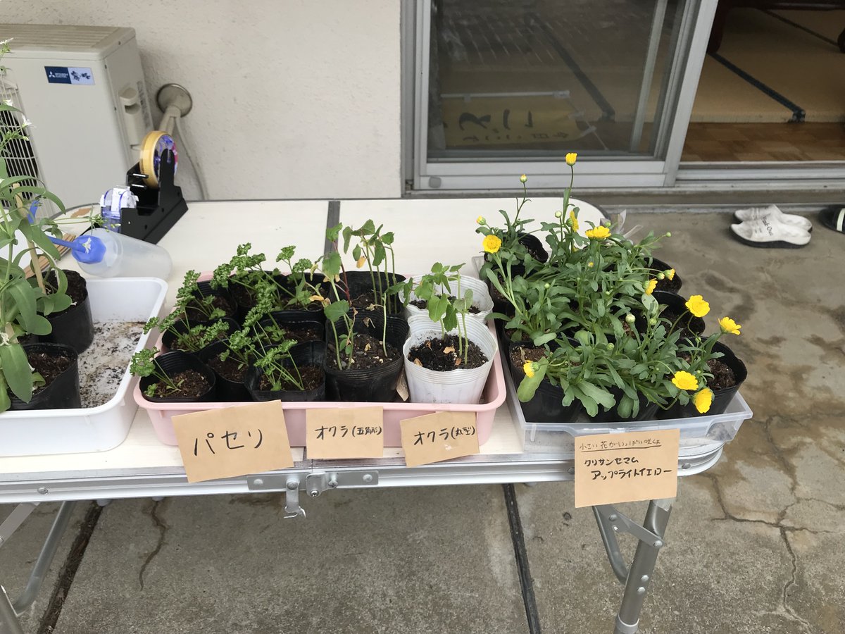 manpukukids's tweet photo. 【アンケートにご協力ください】

去年の春頃、子ども食堂の資金作りのために自分で育てた野菜や花の苗を一つ１００円で販売しました。
トマトやオクラの苗はよく売れたのですが、お花の苗はほとんど売れず…最後は残念ながらいくつか処分することになってしまいました。

＃子ども食堂
＃家庭菜園 https://t.co/APmxHKvhZj
