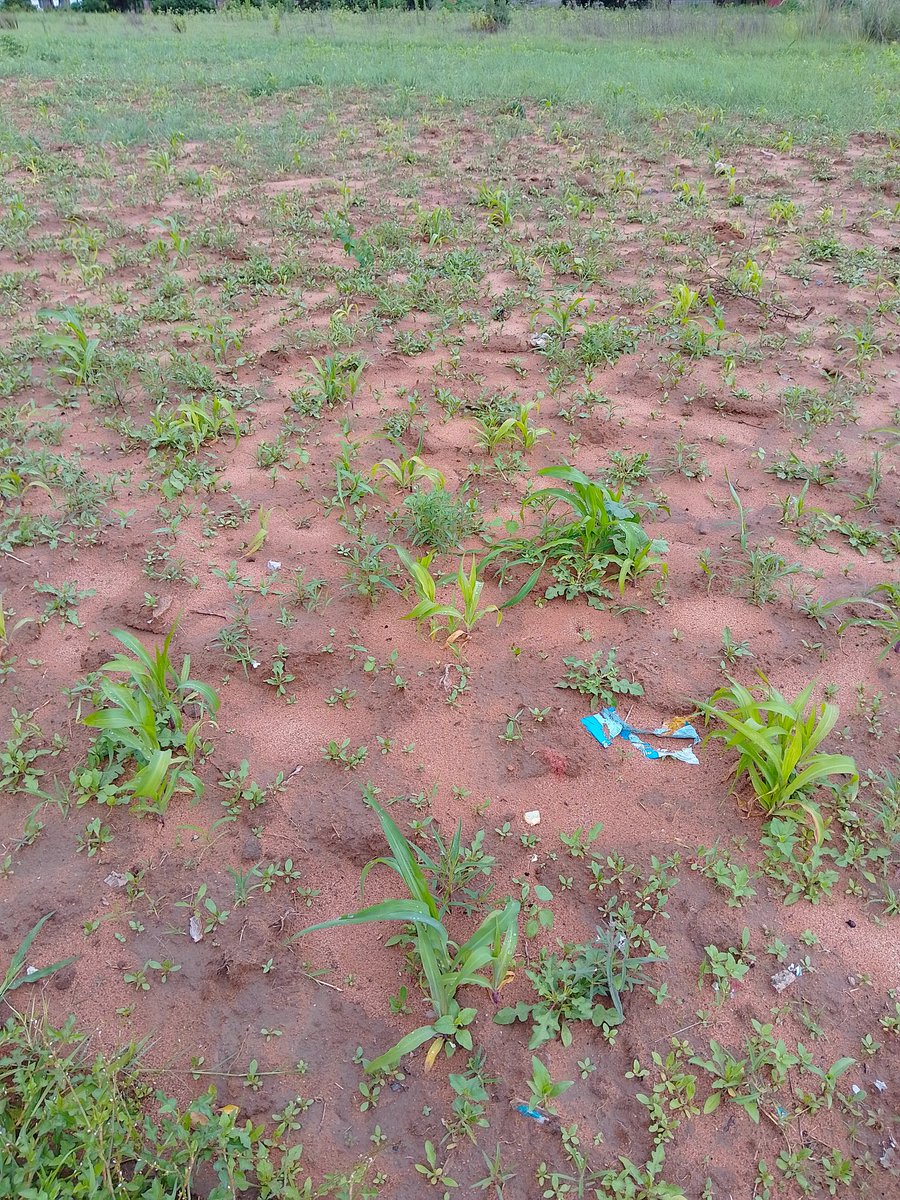 The 2023- 2024 season is not looking good for communal farmers who rely on rain fed agriculture. The El nino effect is being felt in most parts of Zimbabwe. There is need to move away from hybridised seeds to OPV and farm saved seed that are more resilient to climate change.