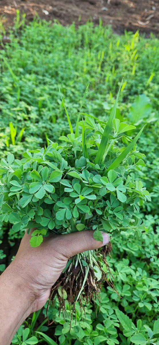 k_d_j_009's tweet photo. @AmitabhJha3 Very good morning dada 🌱🙏 https://t.co/fKcoJIKRlY