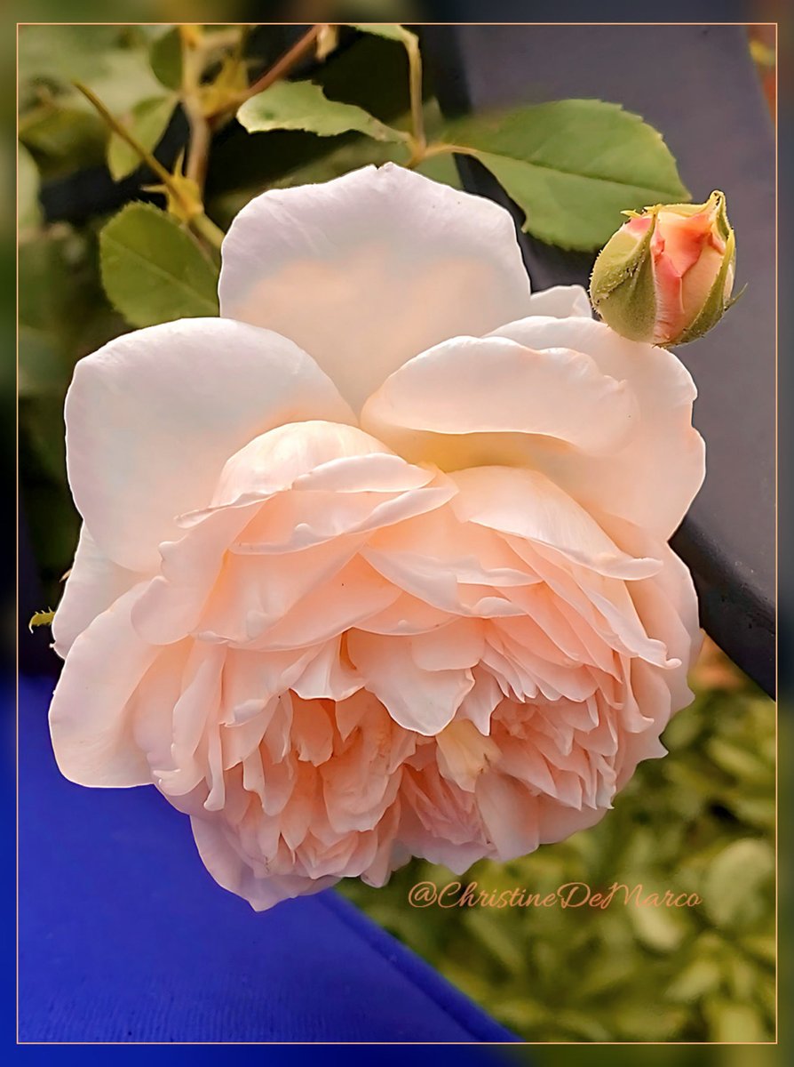 Did you know the 2024 #PantoneColour of the year is a gentle shade between pink &amp; orange?
‘Peach Fuzz’ marks the 25th Anniversary of Pantone's Colour of the Year. Soft, Peaceful &amp; Cozy, it expresses the desire to nurture #Kindness #Compassion &amp; #Connection
#PeachFuzz #MyGarden