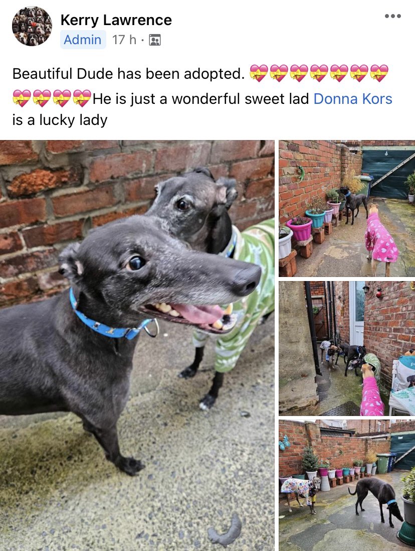 Dude #greyhound has been #adopted 🥰🥰
#petsnotbets