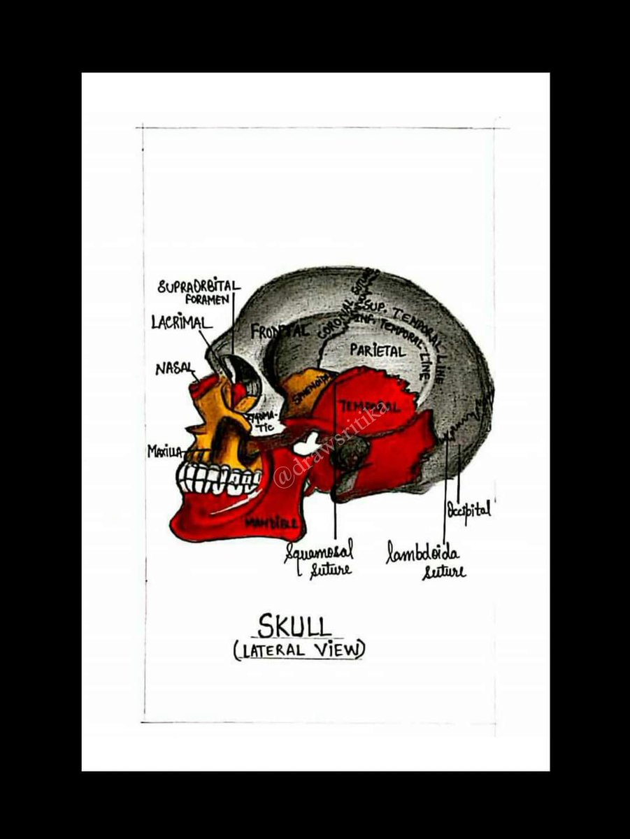 drawsritika's tweet photo. @unnamedmedicine Same here 🥲 https://t.co/bvDC66dbs8
