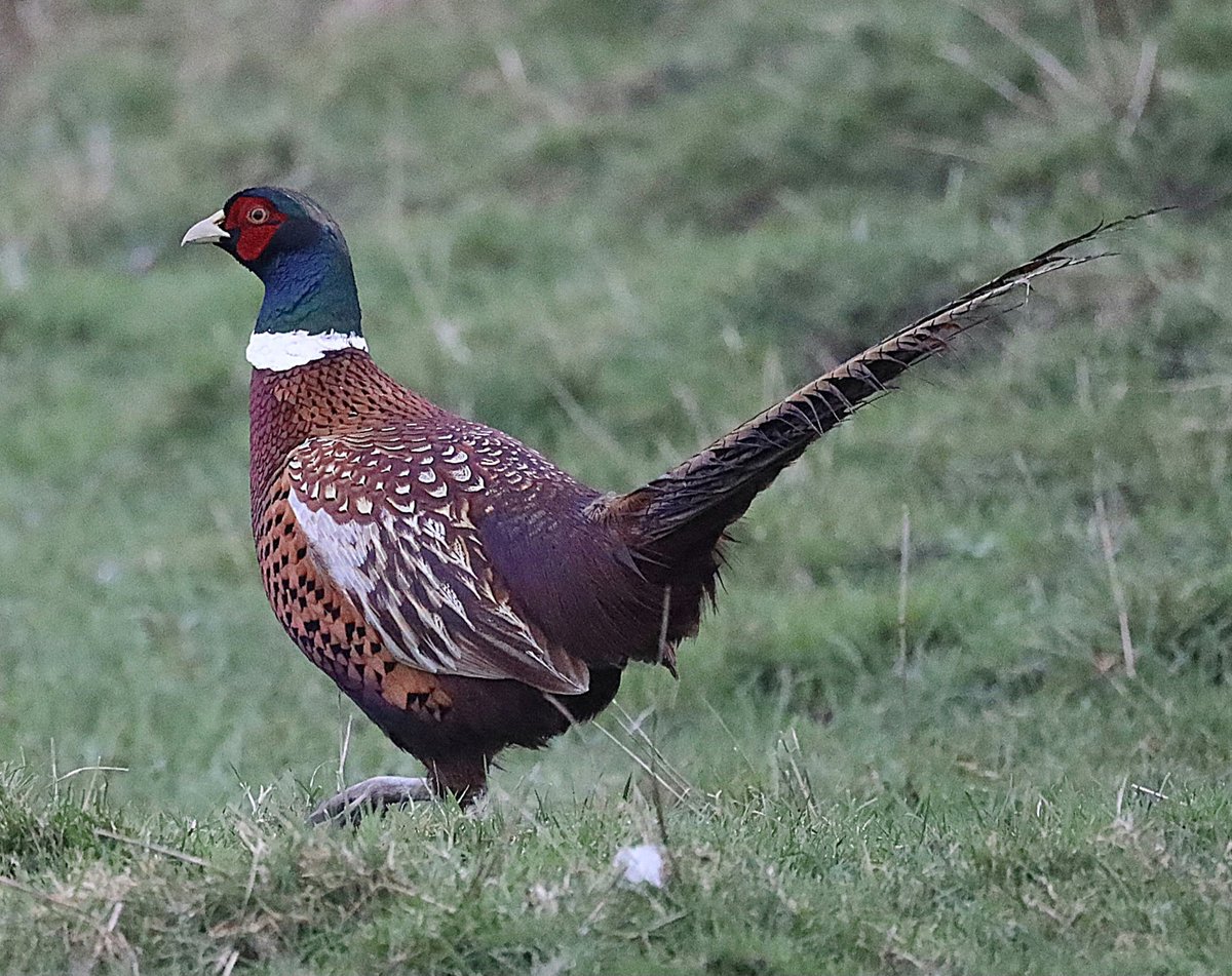 IsaVerbist's tweet photo. Beautiful male pheasant ❤️🤎
#pheasant #commonpheasant 
#BirdsSeenIn2024 @Float_photo
#birdphotography #ThePhotoHour #NaturePhotography #birdtonic #TwitterNatureCommunity #birdwatching #naturelovers #birdlovers #channel169 #BirdTwitter #BirdsOfTwitter #photography #Belgium https://t.co/8VH9AggdHX