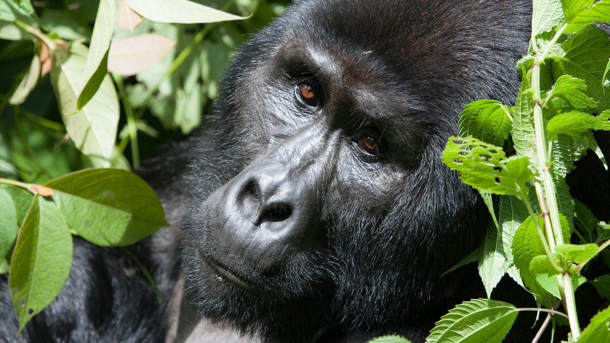 TourismBoardUg's tweet photo. Welcome to the Pearl Of Africa.

Uganda is a composition of natural wonders. Our diverse wildlife, vibrant cultures, and warm hospitality are ready to unfold before your eyes.

Immerse yourself in the luxuriant greenery of our national parks, encounter the majestic mountain gorillas in Bwindi, and cruise on the longest Nile River.

Our vibrant culture and traditions are woven into the fabric of our nation.

Take a break from the summit halls and venture into the heart of Uganda, savor the flavors of Ugandan cuisine, and let the rhythm of traditional dances captivate your spirit.

#WelcomeToUganda #NAMSummitUg2024 #ExploreUganda