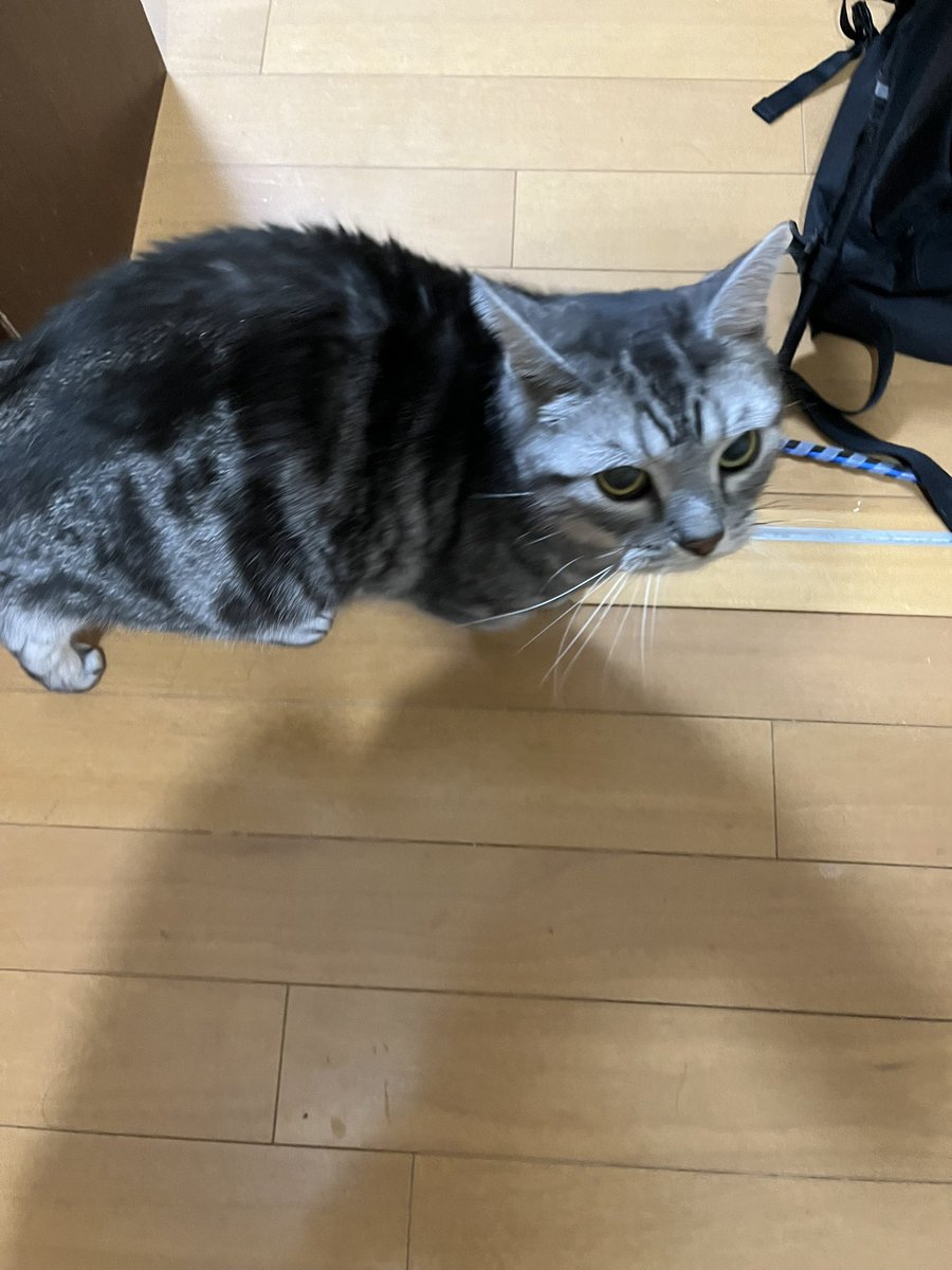 #ねこのいる暮らし