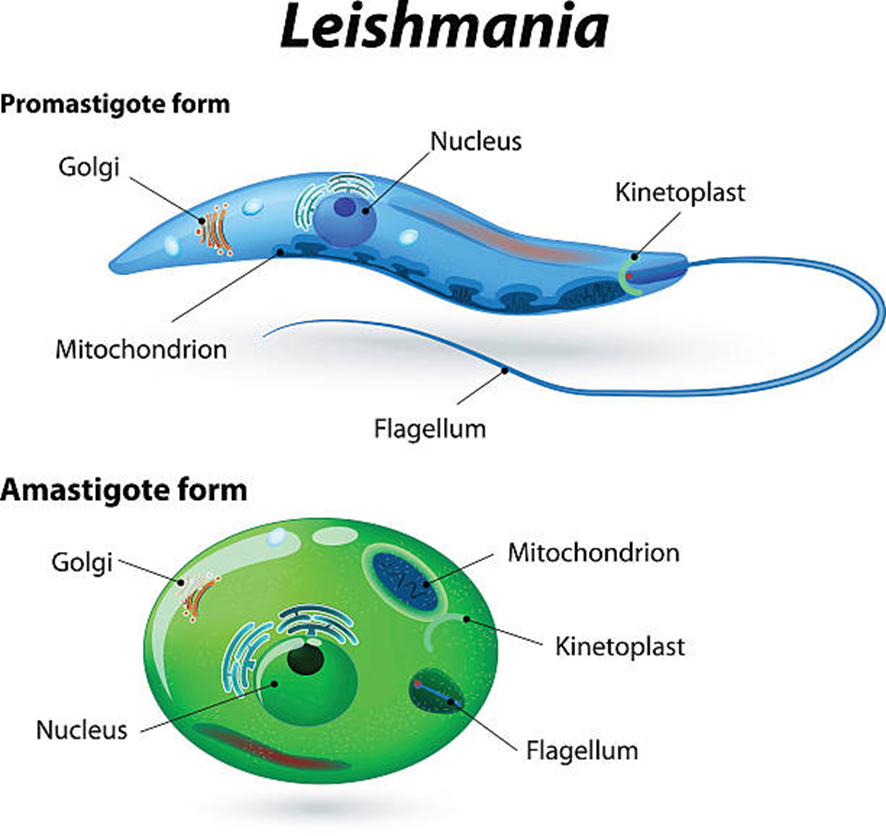 ...compatibles con amastigotes de leishmania

Se realizó una PCR y la especie se identificó como Leishmania panamensis. 

LEISHMANIOSIS CUTÁNEA

Miltefosina: 10 días después del tratamiento, la úlcera había cicatrizado.
2/3

#infecciosas #AtencionPrimaria