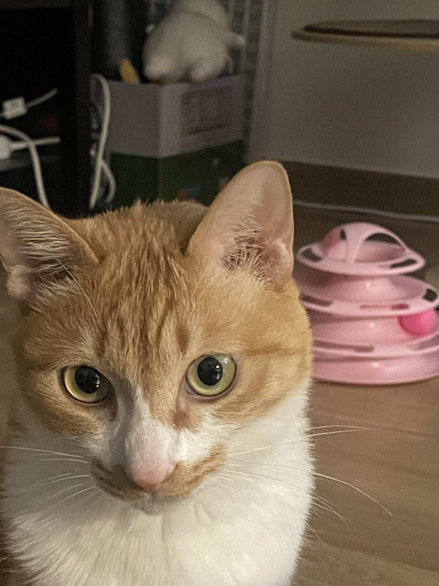 ddubicat's tweet photo. 뚜비집사 곧 졸업합니다... 2월 말에 졸업영화제에서 졸업작품을 상영할 예정이니 많은 관심을... (관련 소식 공유해 드리겠습니다!) https://t.co/hBPVWRCzDS