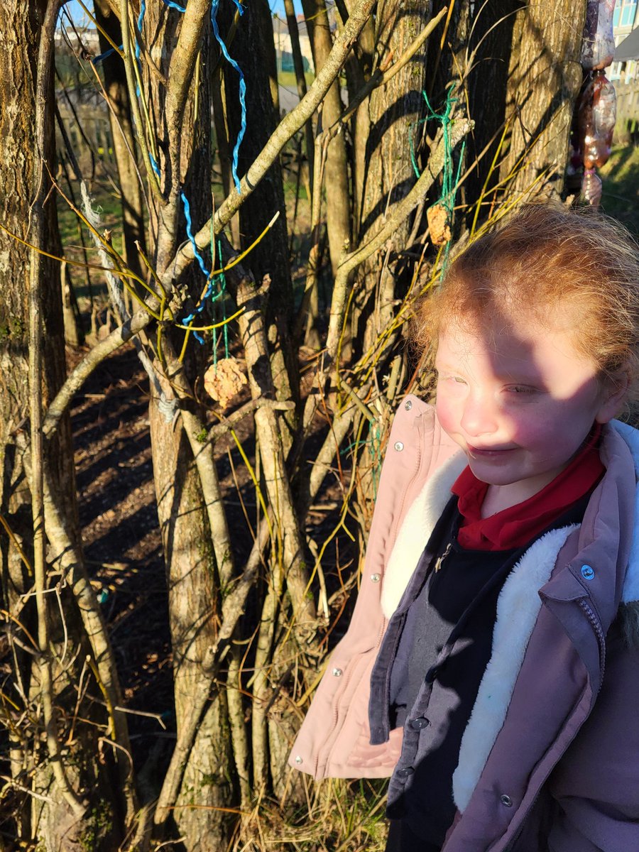 Dosbarth Tawe hung their bird feeders on the trees to attract the birds. They each looked for the perfect branch on the perfect tree! #rspb <a href="/URPSTawe/">Dosbarth Tawe URPS</a> <a href="/UpperRhymneyPS/">Upper Rhymney</a>