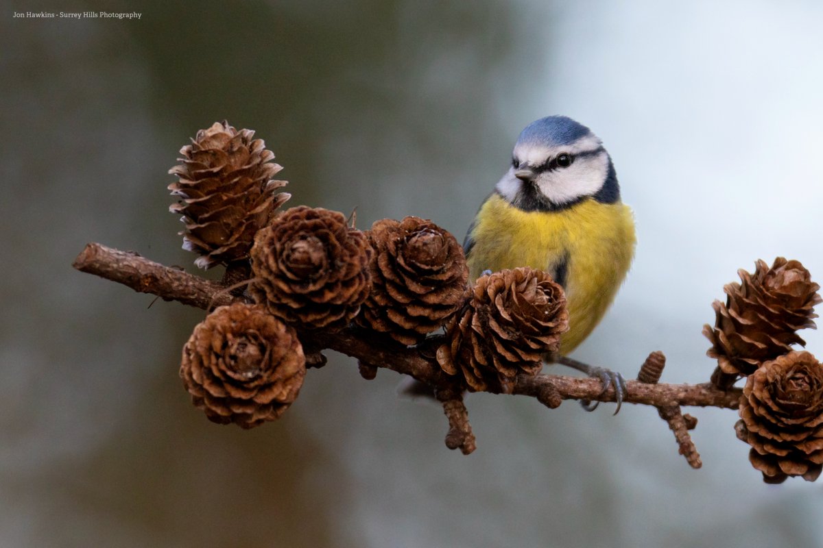 WildlifeTrusts's tweet photo. There's no evidence to prove that #BlueMonday is the most depressing day of the year. But there IS evidence that proves nature is good for our wellbeing. 

If you’re not feeling your best today, why not listen to a wild podcast to connect with nature🎧👉 https://t.co/e56d69isH9 https://t.co/ZK6tVCRuVt